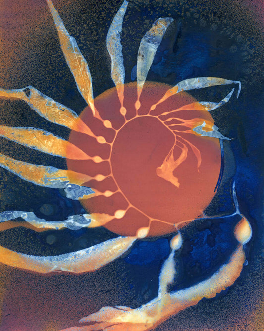 Giant Kelp Study 126