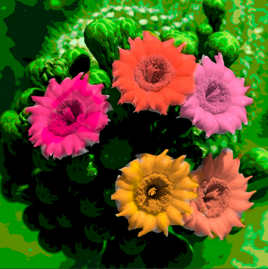 Homage to Warhol, Saguaro Blossoms