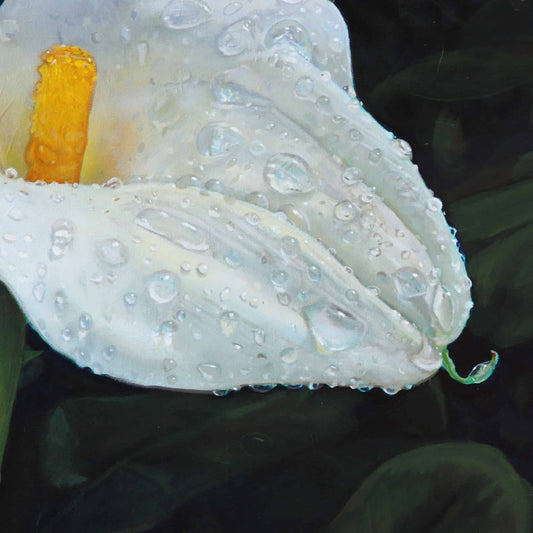 Misted Calla Lilly One