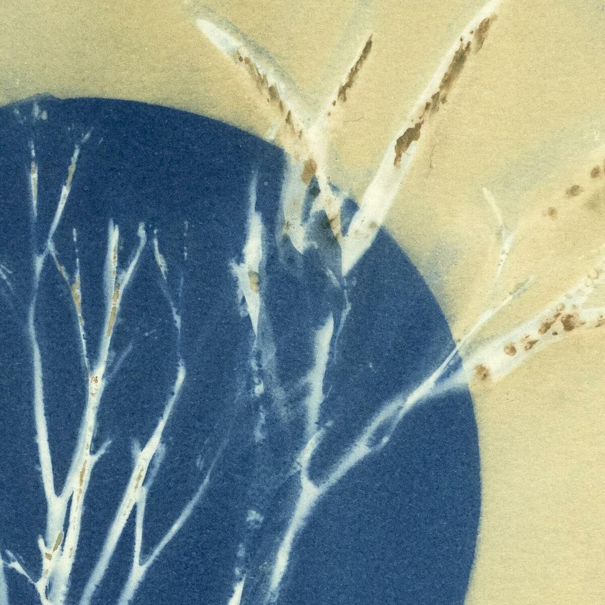 Silva's Rockweed Study 7