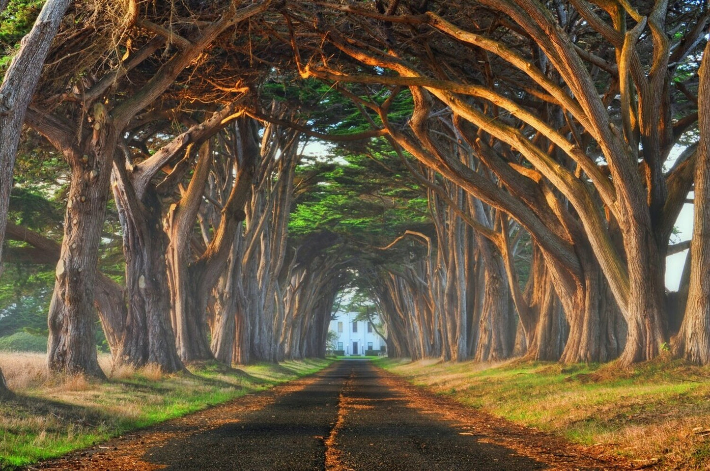 Tunnel of Light