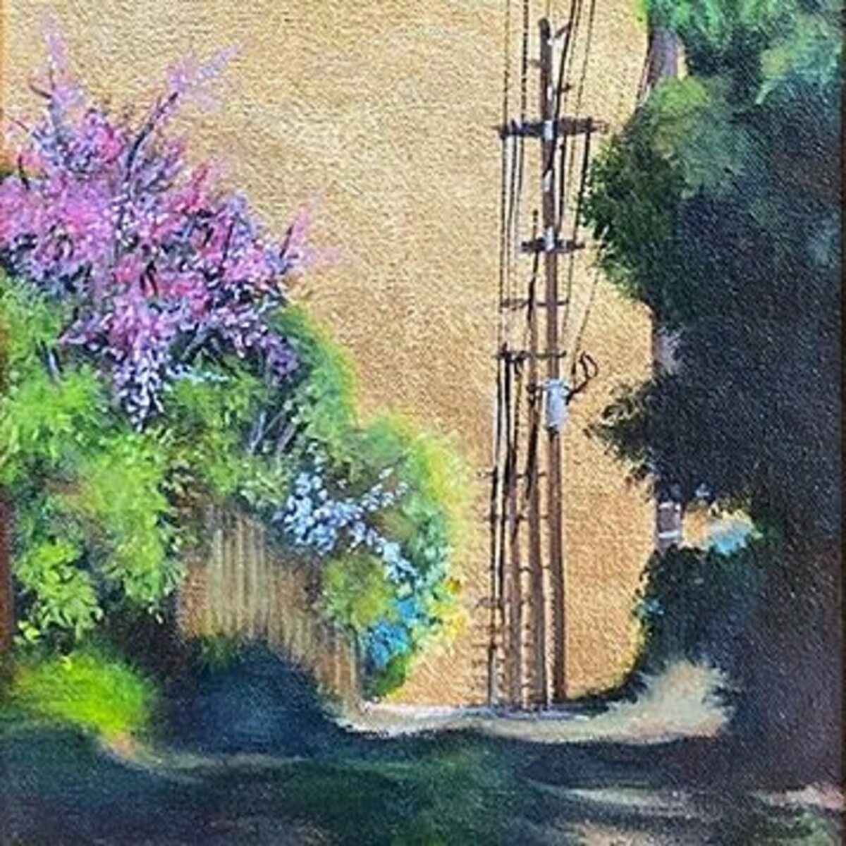 Pink Bougainvillea