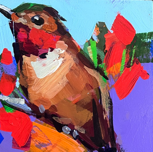 Anna's Hummingbird