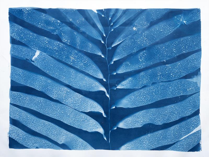 Giant Kelp Study