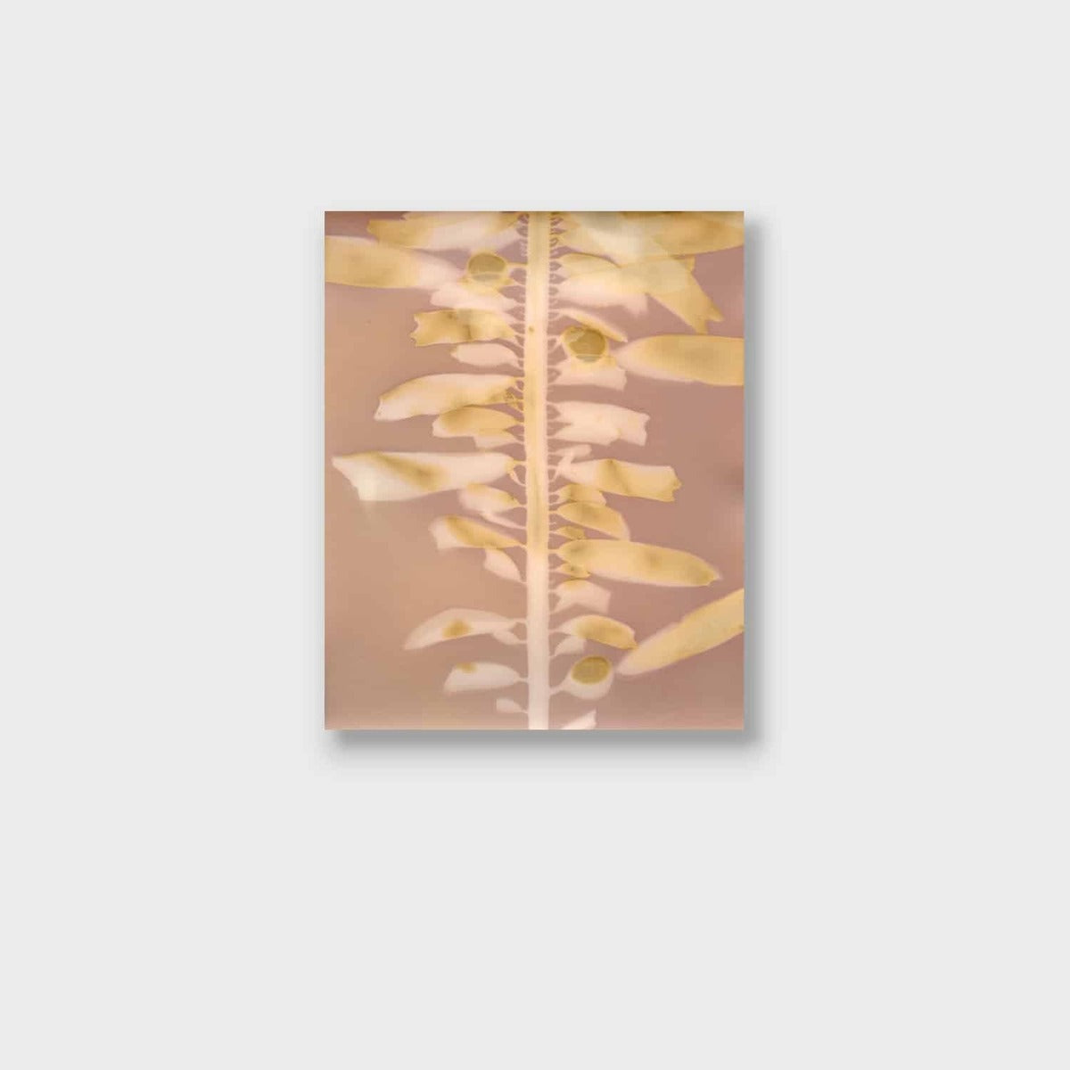 Feather Boa Study 11