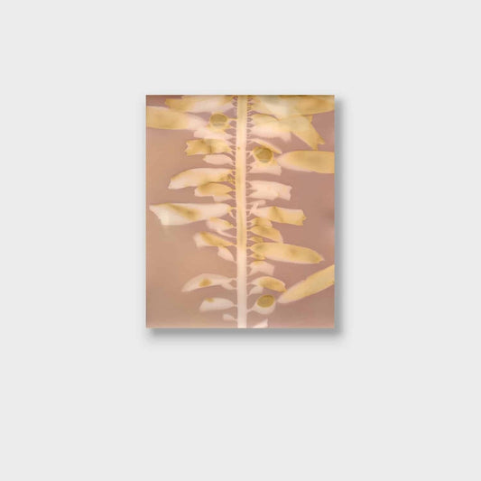 Feather Boa Study 11