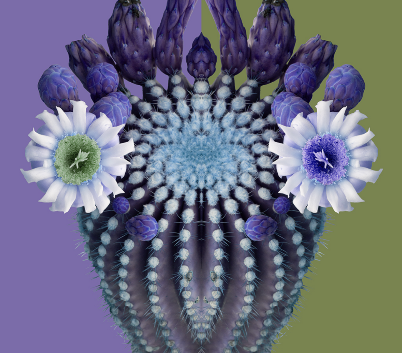 Blooming Pop