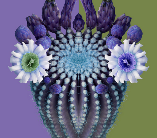 Blooming Pop