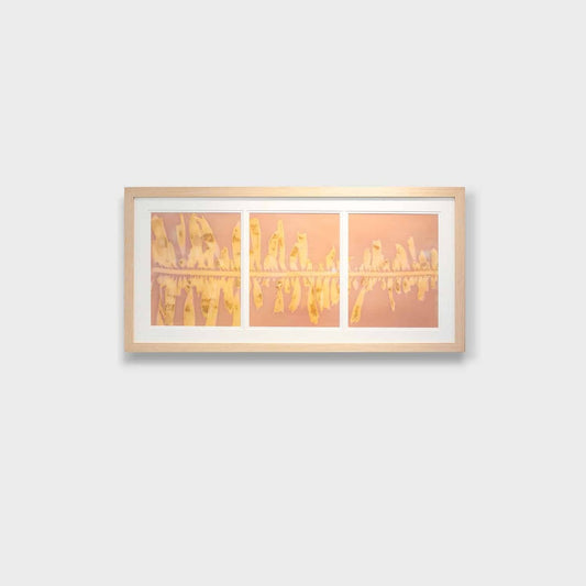 Feather Boa Study 9 (Triptych)