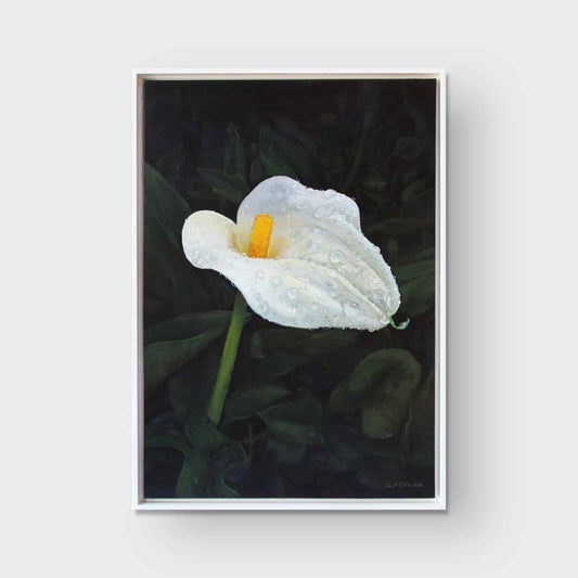 Misted Calla Lilly One