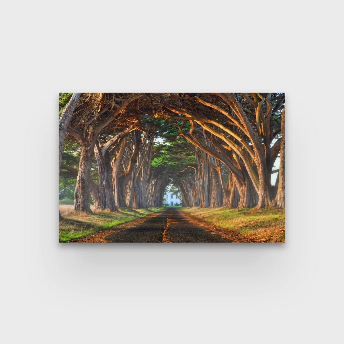 Tunnel of Light