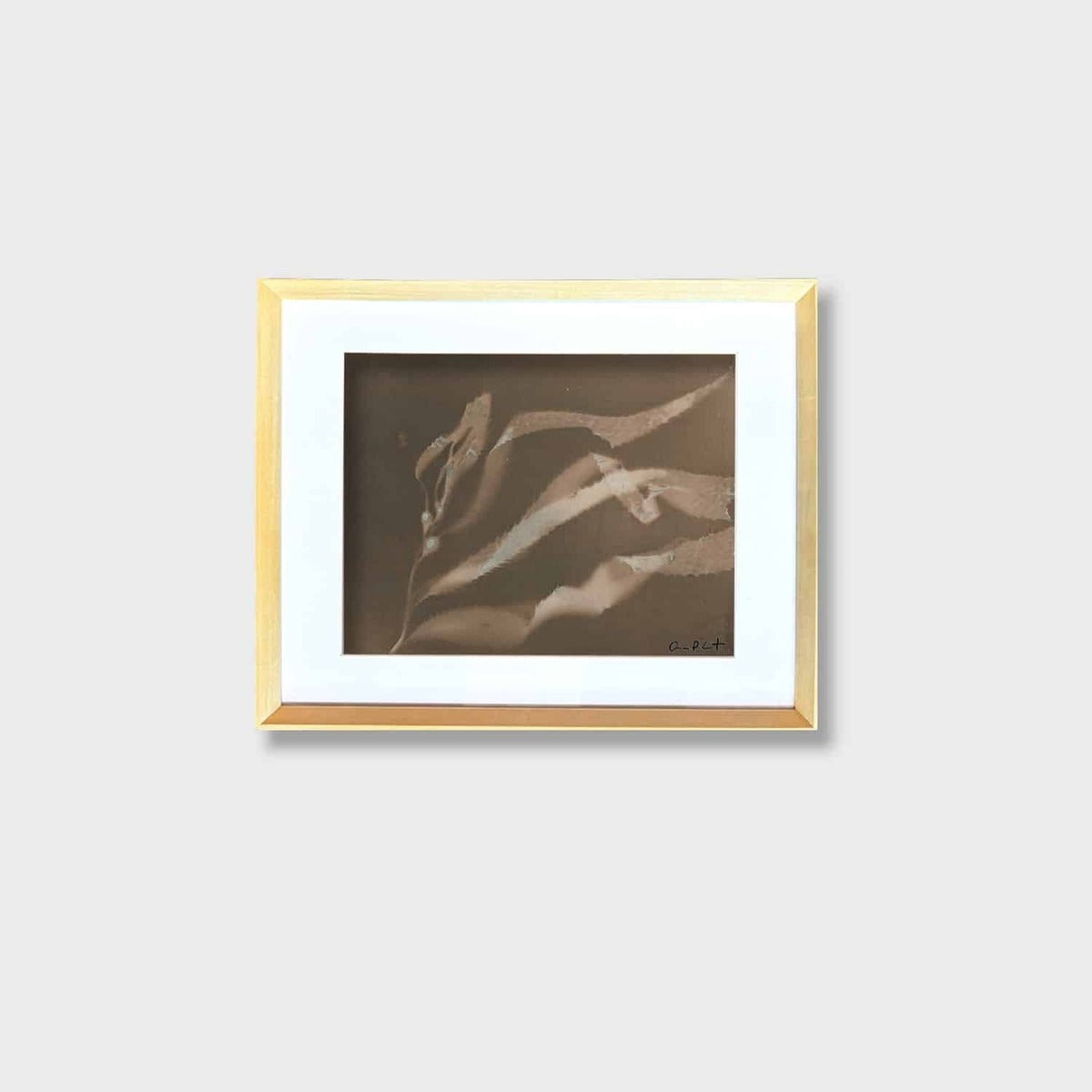 Giant Kelp Study 47, Point La Jolla, Toned