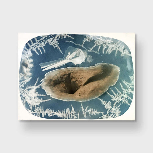 Yellowstone National Park/Bahia de los Angeles/Olympic National Park/San Diego: Hot Springs, Porpoise Skull, Son, Asparagus Fern