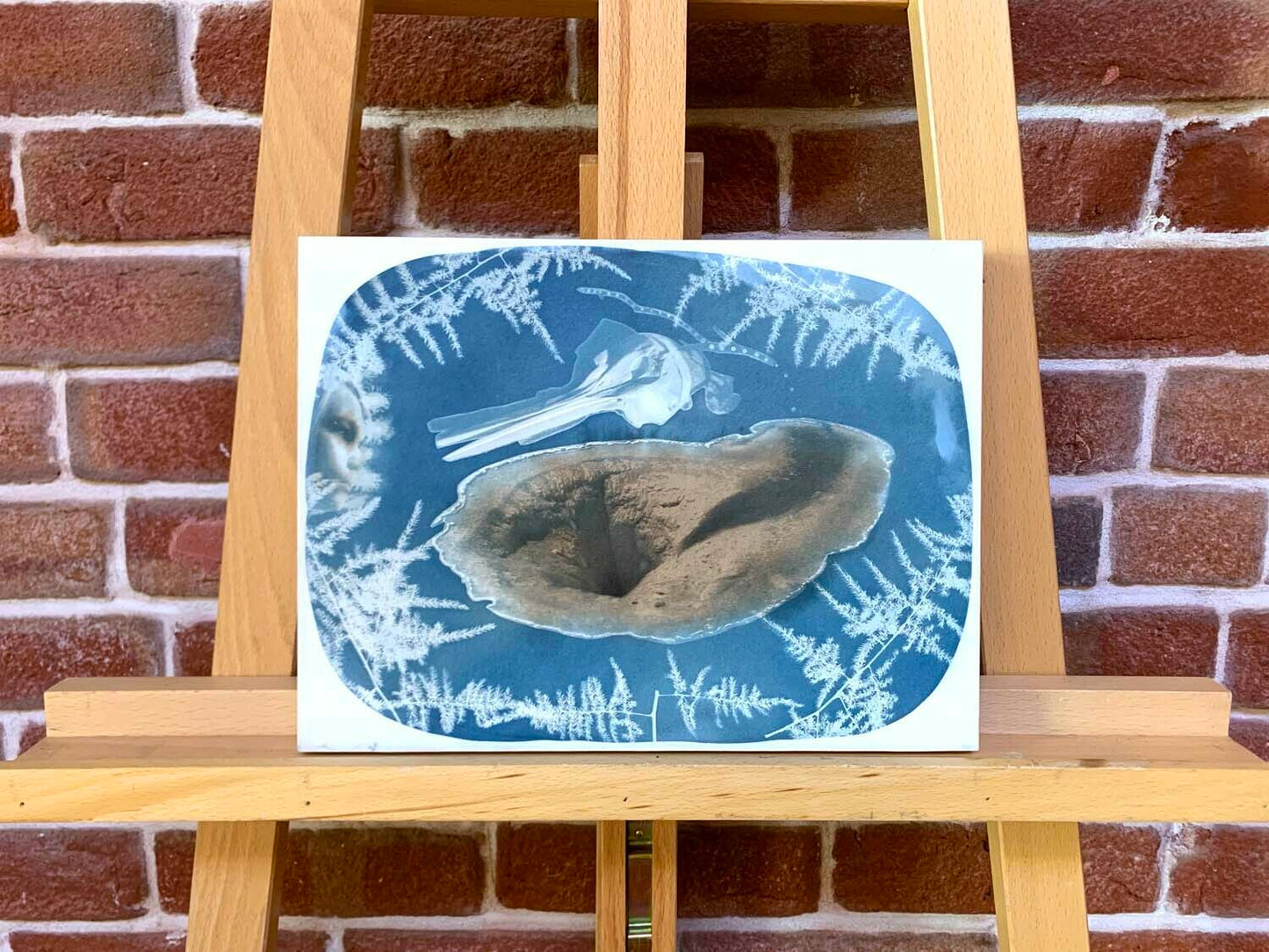 Yellowstone National Park/Bahia de los Angeles/Olympic National Park/San Diego: Hot Springs, Porpoise Skull, Son, Asparagus Fern