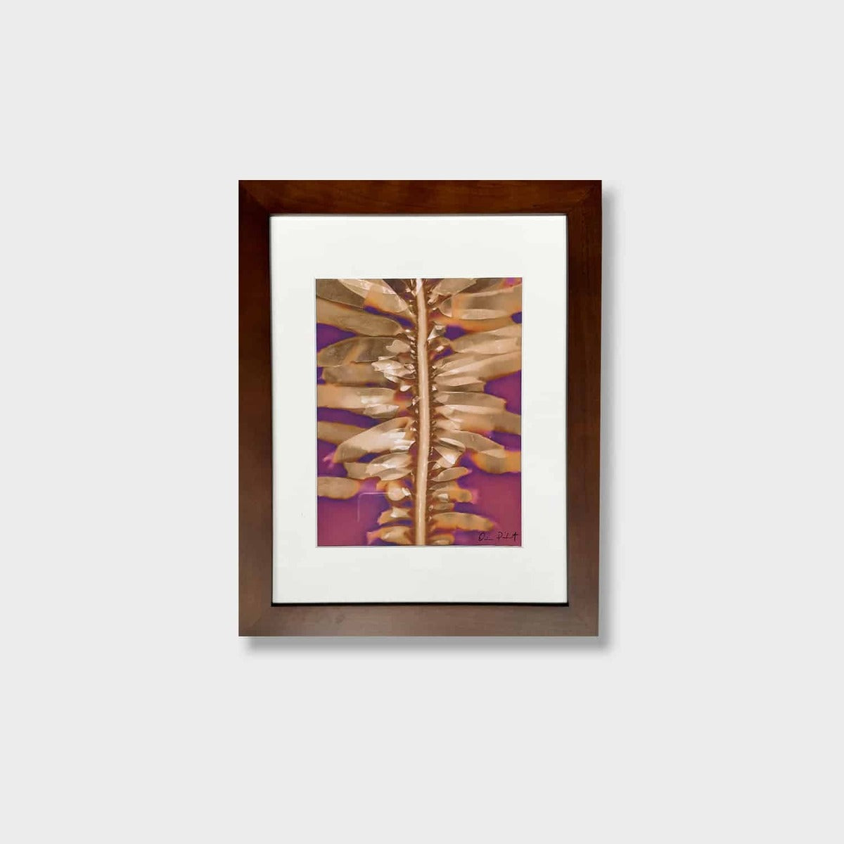 Feather Boa Study 15